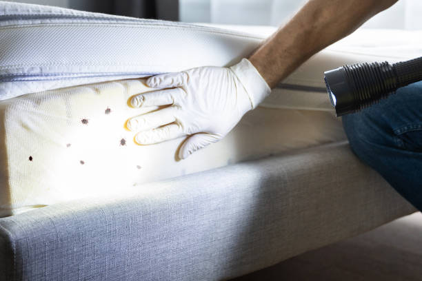 Best Bed Bug Extermination  in Kiryas Joel, NY