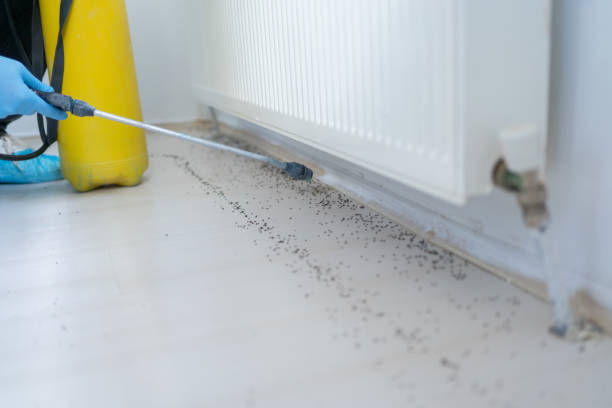Best Pest Control Treatment  in Kiryas Joel, NY