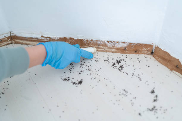 Best Flea Control Services  in Kiryas Joel, NY